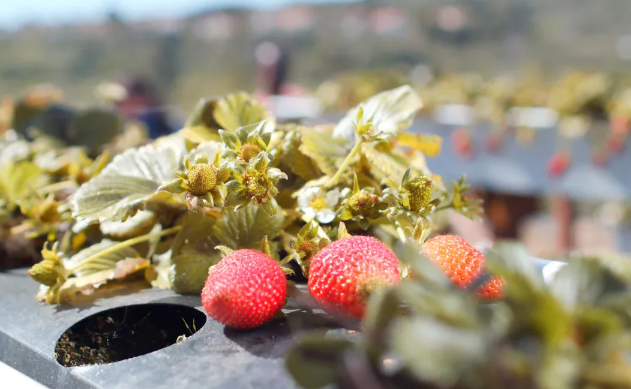 Strawberries Processing Line.png